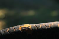 Mens Cyclone Zip Free Full Suit 4/3 (Black)